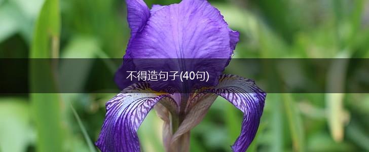 不得造句子(40句),第1张