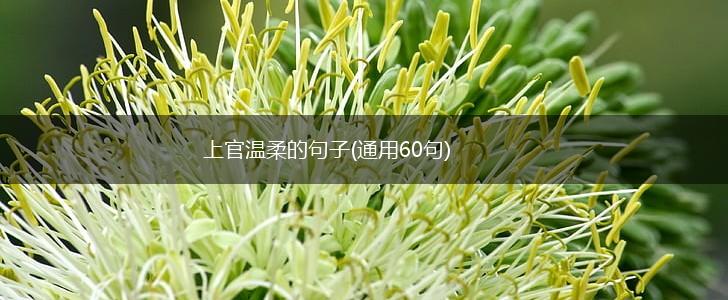 上官温柔的句子(通用60句),第1张