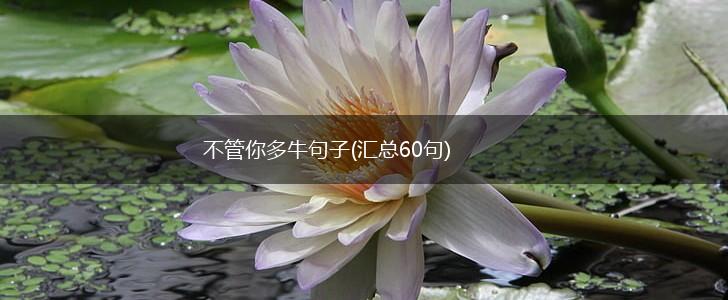 不管你多牛句子(汇总60句),第1张