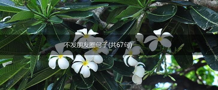 不发朋友圈句子(共67句),第1张