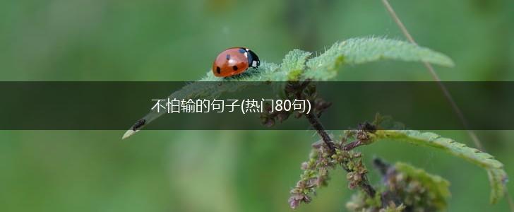 不怕输的句子(热门80句),第1张