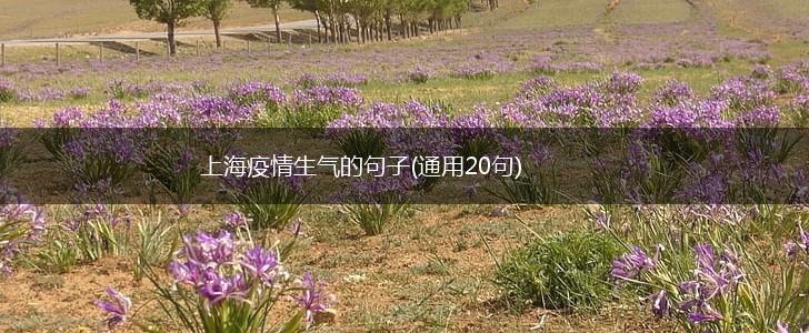 上海疫情生气的句子(通用20句),第1张