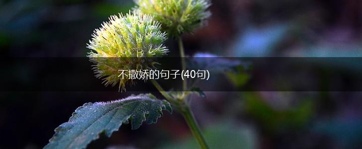 不撒娇的句子(40句),第1张