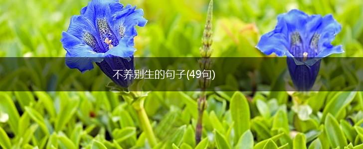 不养别生的句子(49句),第1张