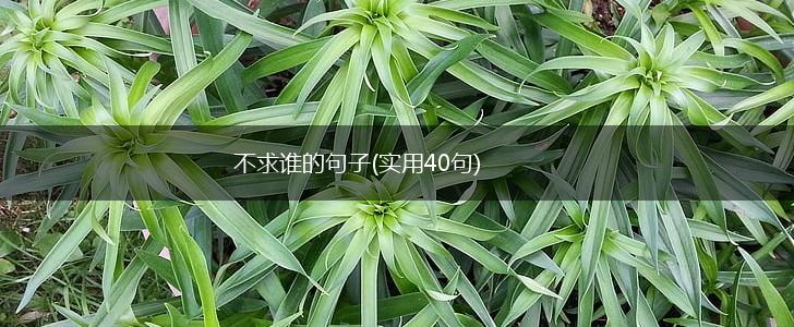 不求谁的句子(实用40句),第1张