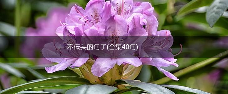 不低头的句子(合集40句),第1张