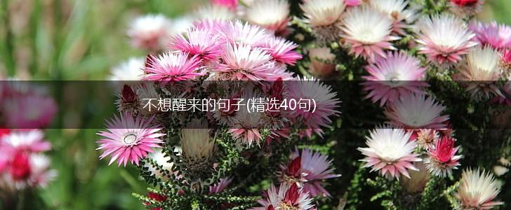 不想醒来的句子(精选40句),第1张