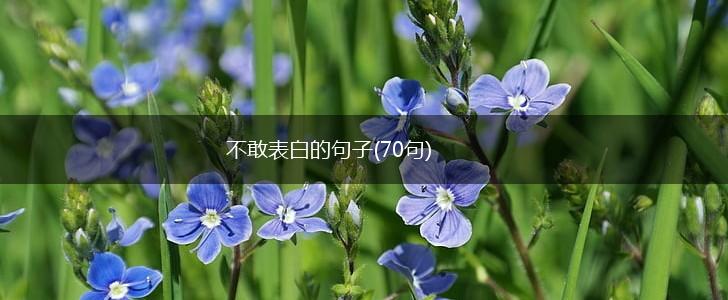 不敢表白的句子(70句),第1张