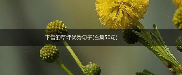 下雪的草坪优秀句子(合集50句),第1张