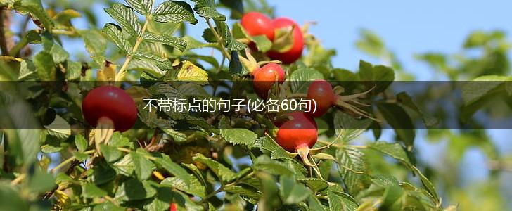 不带标点的句子(必备60句),第1张