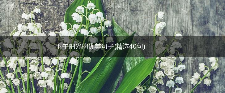 下午阳光的优美句子(精选40句),第1张
