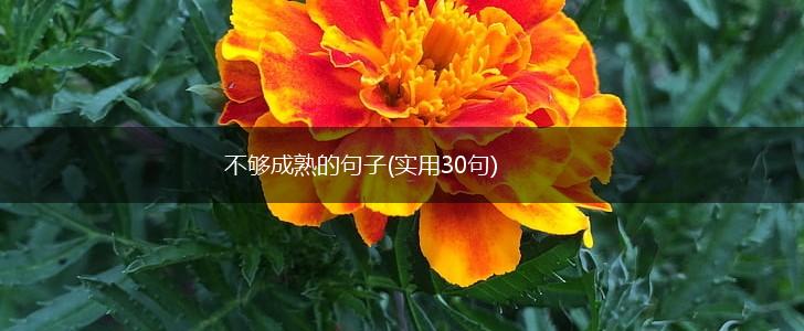 不够成熟的句子(实用30句),第1张