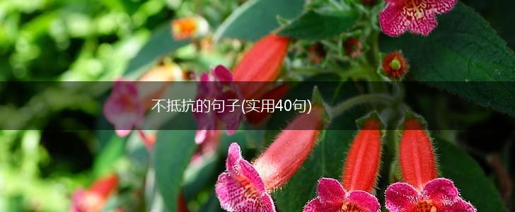 不抵抗的句子(实用40句),第1张
