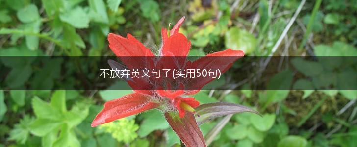 不放弃英文句子(实用50句),第1张