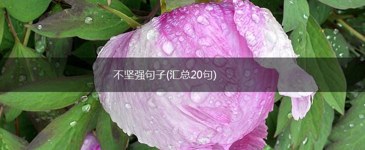 不坚强句子(汇总20句),第1张