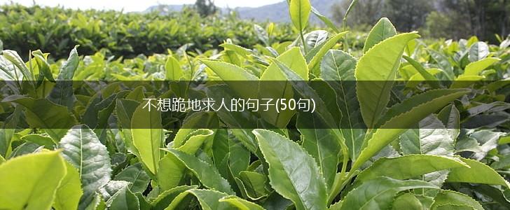 不想跪地求人的句子(50句),第1张