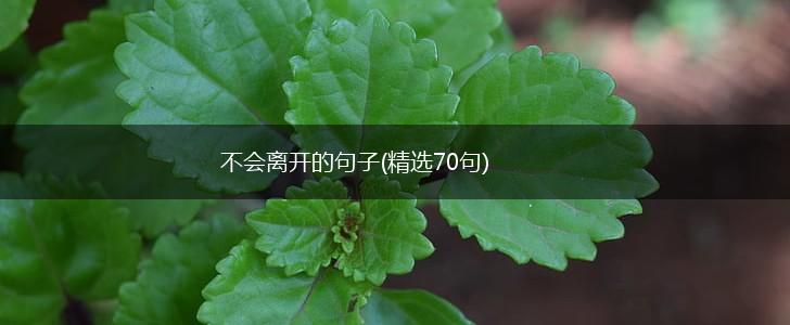 不会离开的句子(精选70句),第1张