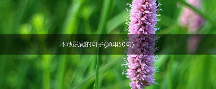 不敢说累的句子(通用50句),第1张