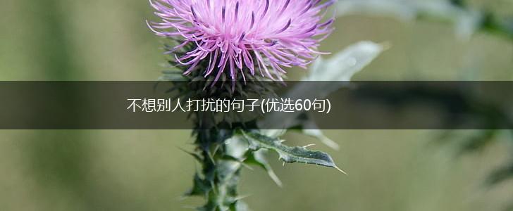 不想别人打扰的句子(优选60句),第1张