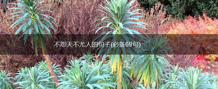 不怨天不尤人的句子(必备69句),第1张