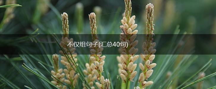 不仅组句子(汇总40句),第1张