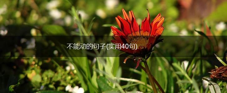 不能动的句子(实用40句),第1张