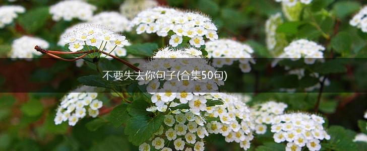 不要失去你句子(合集50句),第1张
