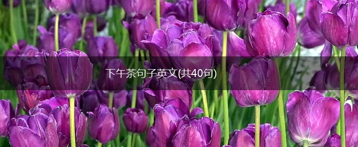 下午茶句子英文(共40句),第1张