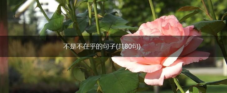 不是不在乎的句子(共80句),第1张 不是不在乎的句子(共80句),第1张