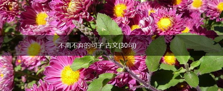 不离不弃的句子 古文(30句),第1张