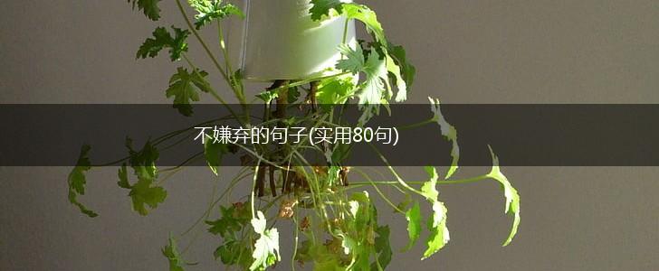 不嫌弃的句子(实用80句),第1张