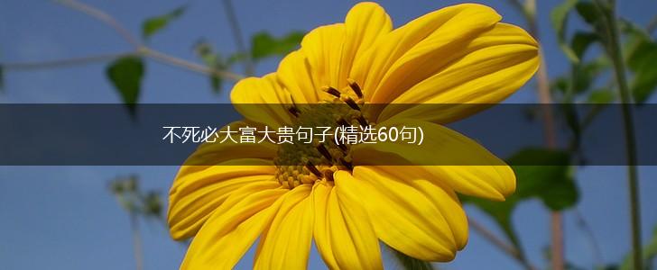不死必大富大贵句子(精选60句),第1张