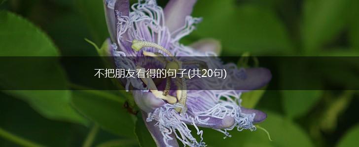 不把朋友看得的句子(共20句),第1张