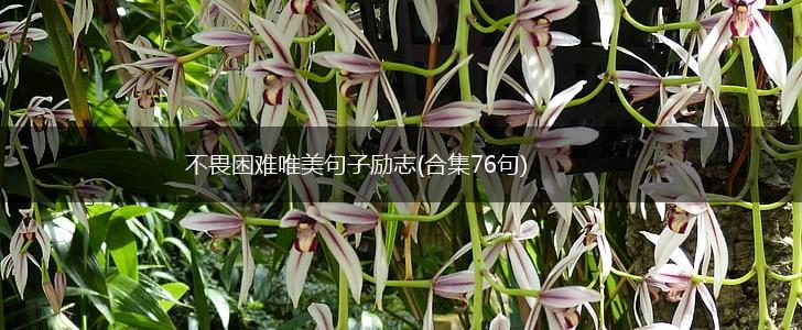 不畏困难唯美句子励志(合集76句),第1张