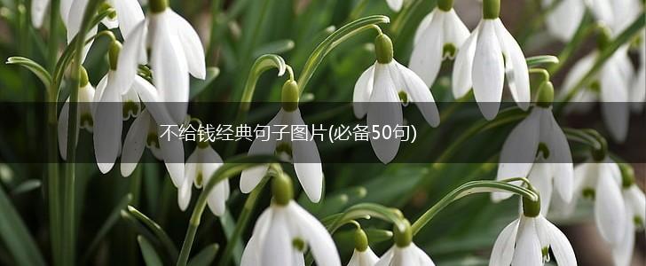 不给钱经典句子图片(必备50句),第1张