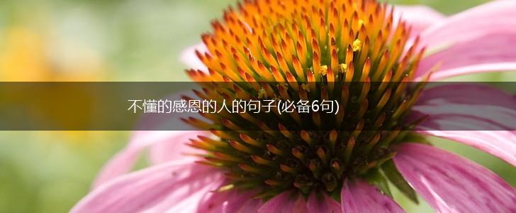 不懂的感恩的人的句子(必备6句),第1张