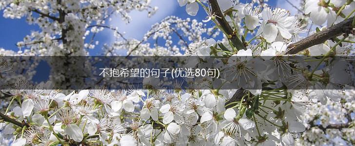 不抱希望的句子(优选80句),第1张