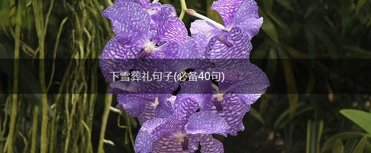 下雪葬礼句子(必备40句),第1张