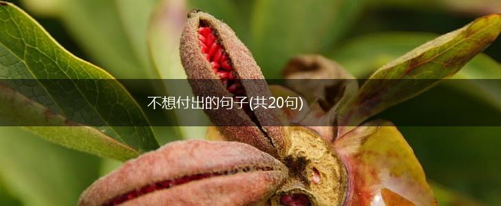 不想付出的句子(共20句),第1张