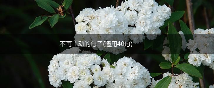 不再主动的句子(通用40句),第1张