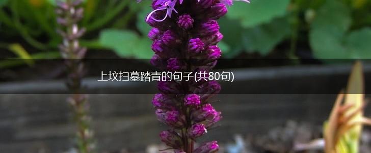 上坟扫墓踏青的句子(共80句),第1张