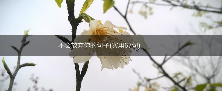 不会放弃你的句子(实用67句),第1张