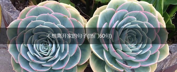 不想离开家的句子(热门60句),第1张