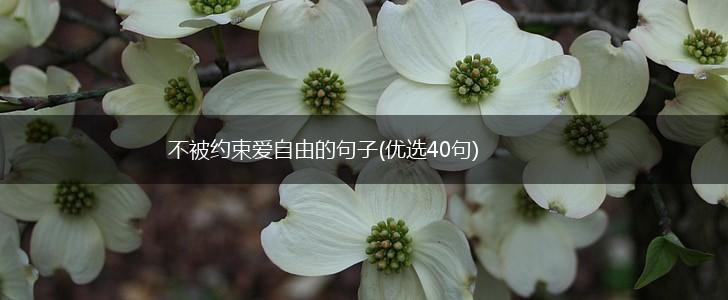 不被约束爱自由的句子(优选40句),第1张