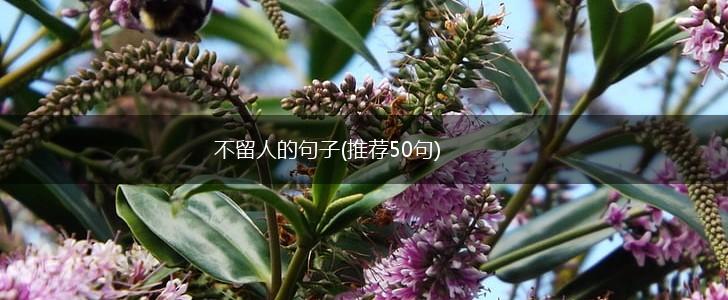 不留人的句子(推荐50句),第1张