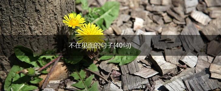 不在见面的句子(40句),第1张