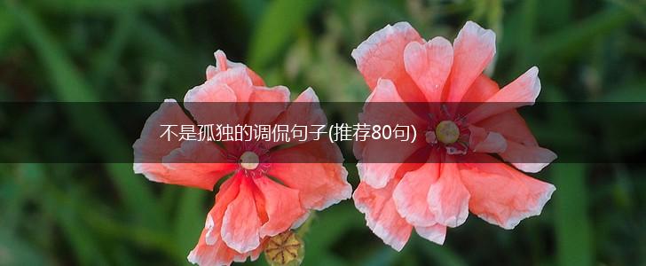 不是孤独的调侃句子(推荐80句),第1张