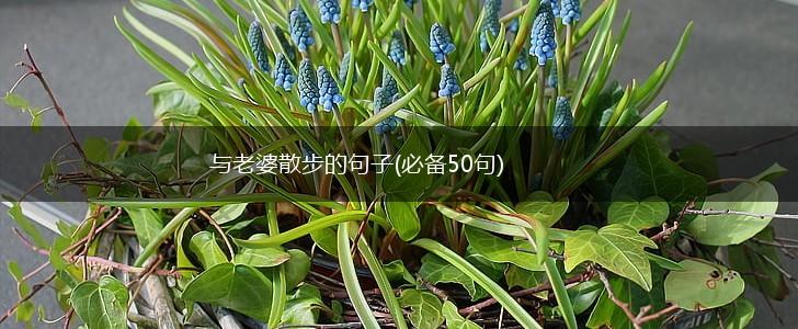 与老婆散步的句子(必备50句),第1张