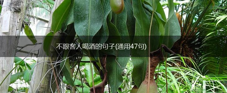 不跟客人喝酒的句子(通用47句),第1张