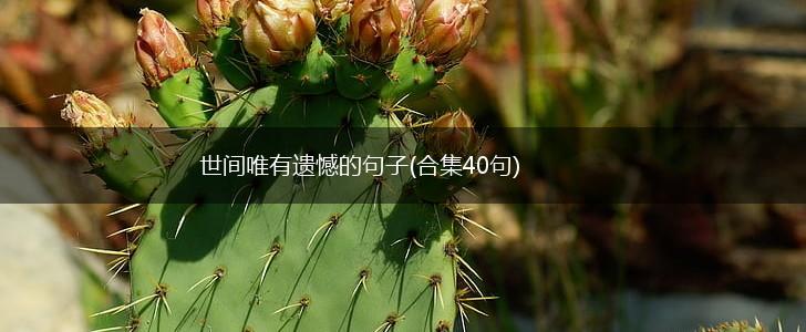 世间唯有遗憾的句子(合集40句),第1张